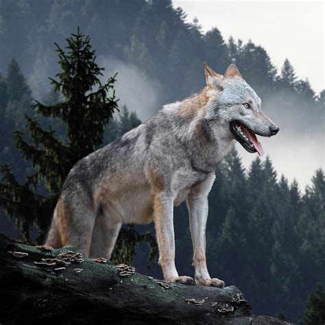 Loup