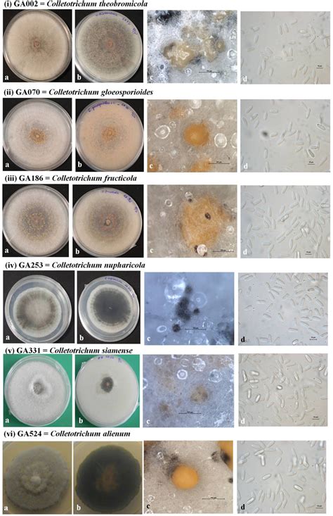 Morphological Features Of Selected Isolates Of Colletotrichum Species