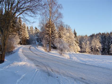 Gratis Billeder Landskab Tr Skov Sne Vinter Hvid Frost Is