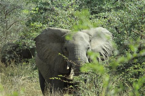 África Namibia Okavango Foto Gratis En Pixabay Pixabay