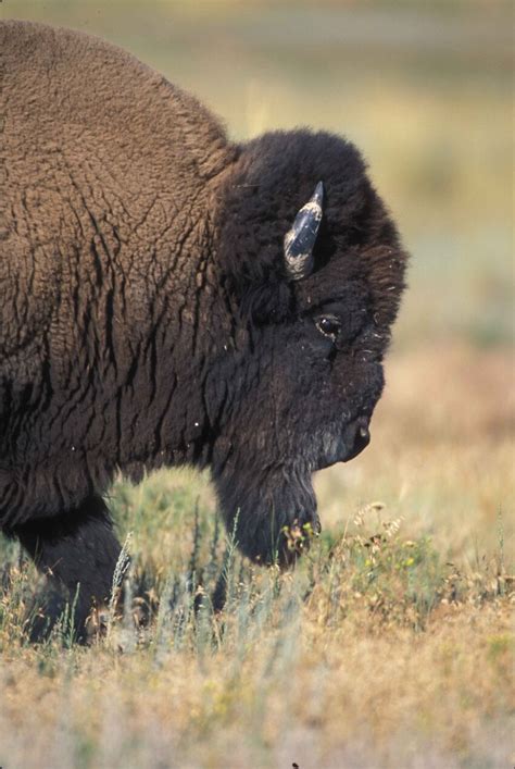 Free Picture Up Close Profile Front Buffalo Bull