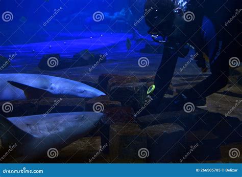 Tawny Nurse Shark And A Diver In A Big Aquarium Editorial Image Image