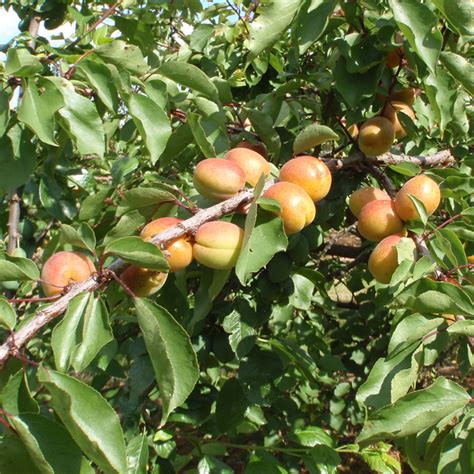Apricots – Maynards Fruit Farm