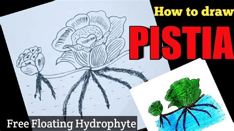 How To Draw Pistia Easily How To Draw Free Floating Hydrophyte Pistia