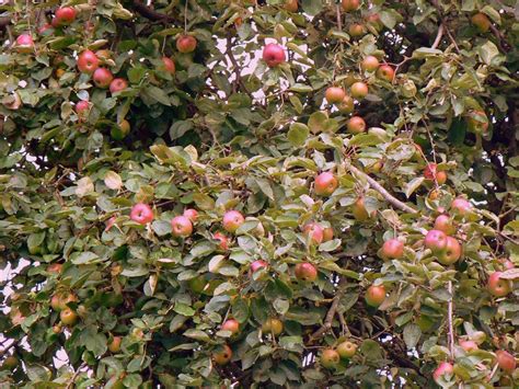 Appelsap Pasteuriseren Welkom Op De Appeltuin Nl September