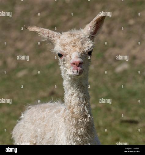 Alpaca Baby Hi Res Stock Photography And Images Alamy