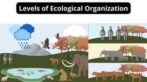 Factors Of Ecosystem Definition Types Biology Notes Online