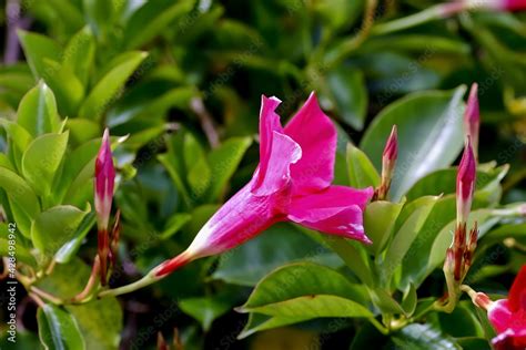 Foto De Flower Of The Brazilian Jasmine Or Dipladenia Mandevilla