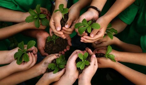 La Actividad Forestal