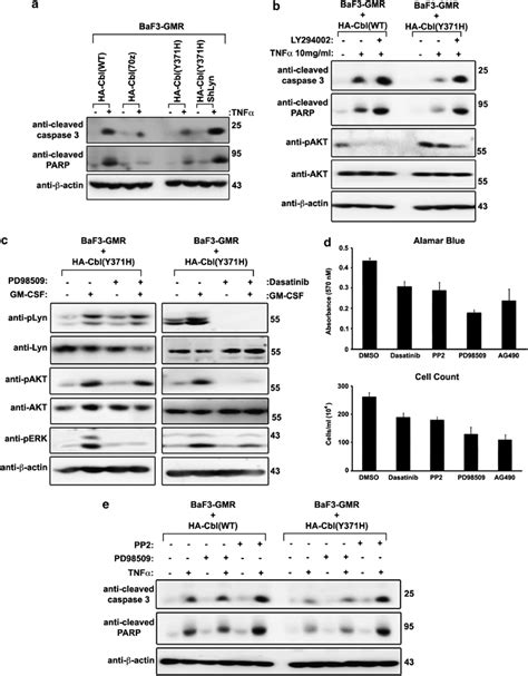 The Pi K Akt Signalling Pathway Contributes To The Resistant Nature Of