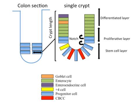 Simplified Structure And Organization Of Colonic Crypts The Colonic