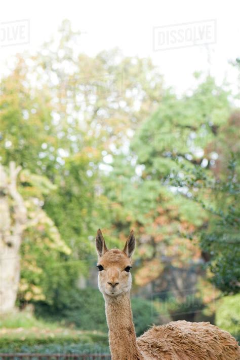 Llama Lama Glama Stock Photo Dissolve