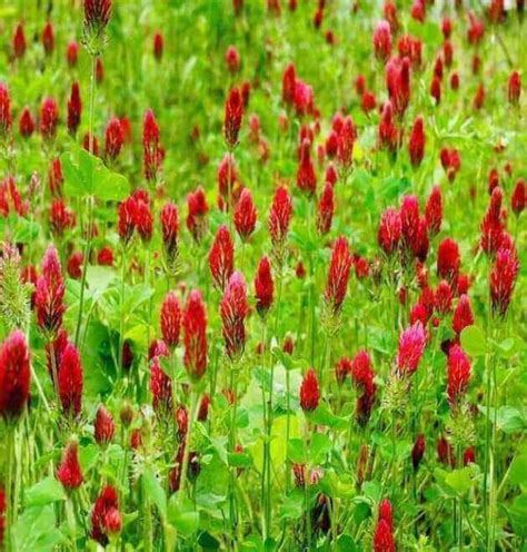 Crimson Red Clover Seeds The Perfect Organic Option For Green Manure