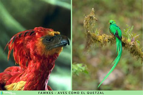 13 Animales De Harry Potter Nombres De Animales Fantásticos Y Reales