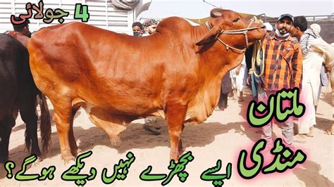 Multan Cow Mandi Me Hashim Bahi K Kubsuraat Bachryy July Latest