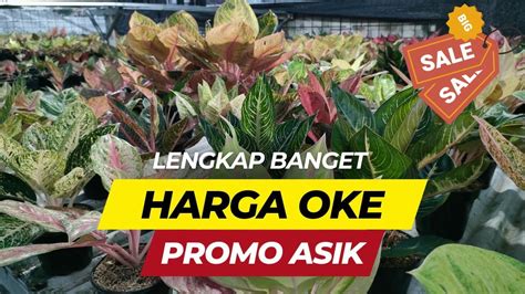 Lengkap Banget Aglaonema Apa Aja Ada Dari Mulai Baby Sampai Jumbo