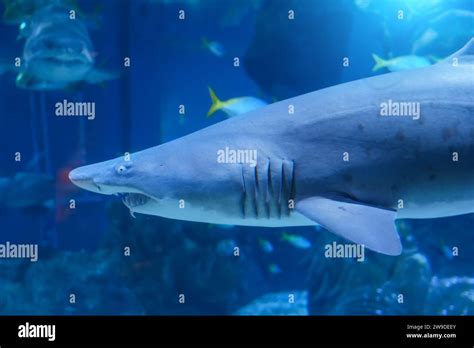 Scary shark with sharp teeth protruding from its mouth underwater world