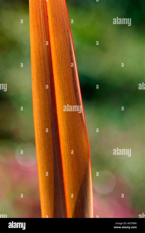 Healthy Phormium Hi Res Stock Photography And Images Alamy