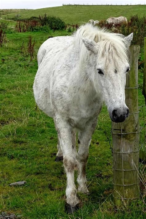 14 Rare Horse Breeds In the World | Rare horse breeds, Rare horses ...