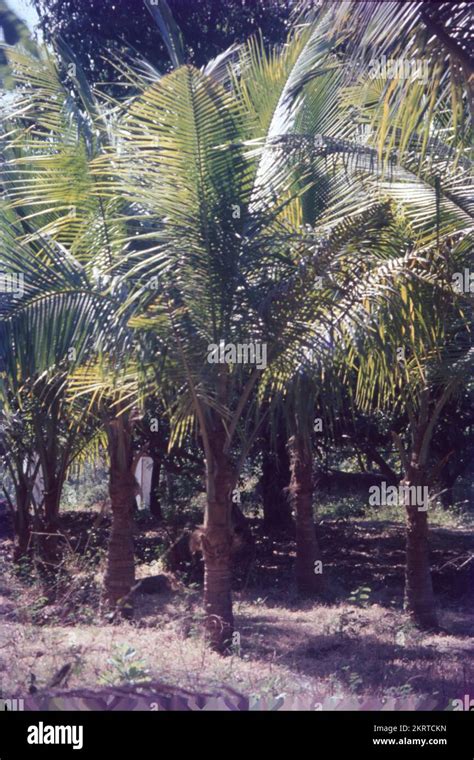 Die Palmyrah Palme Borassus Flabellifer Ist In Tamil Als Panei Und In Malayalam Als Pana