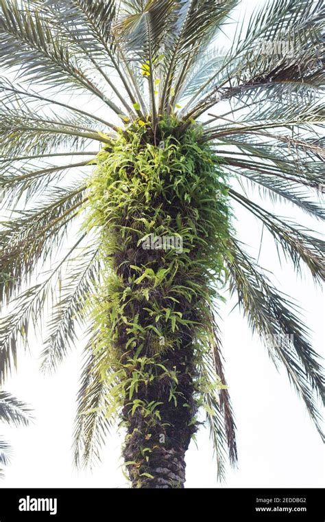 Phoenix Dactylifera Date Palm Tree Hi Res Stock Photography And Images