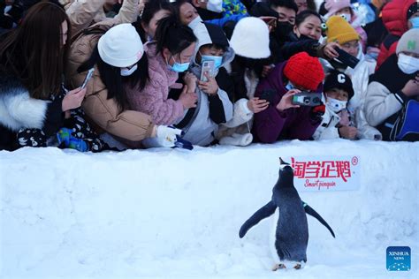 Penguins Draw Great Attention At Harbin Polarland Xinhua