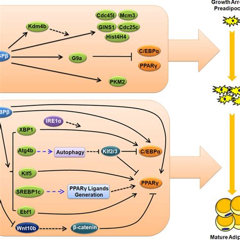 The Ptms Of C Ebp During Adipogenesis A Phosphorylation C Ebp Is Download Scientific Diagram