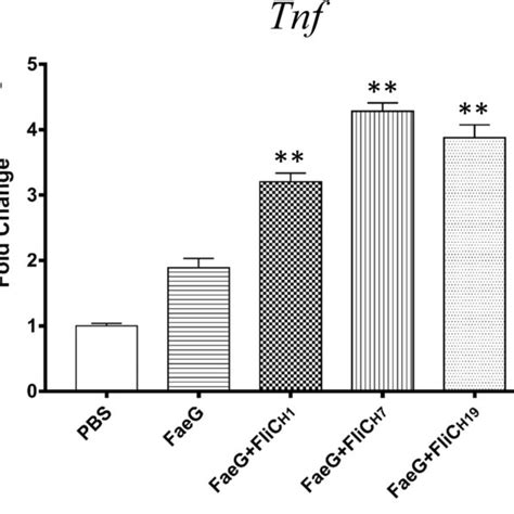 The Mrna Level Of Pro Inflammatory Cytokines In Splenocytes