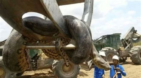 What is the largest size anaconda ever found on the earth? - Discover ...