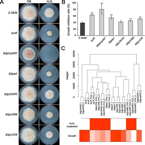 Phenotypic And Transcriptome Analyses Of Oxidative Stress Sensitive