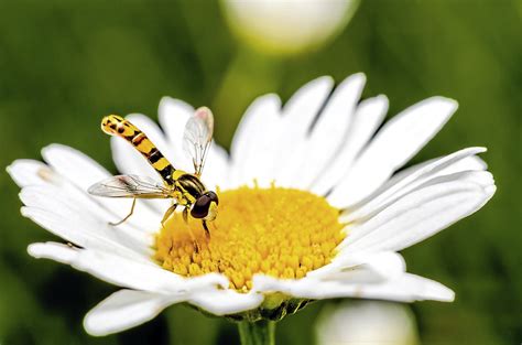In Your Garden: How to deal with hoverflies - The Sunday Post