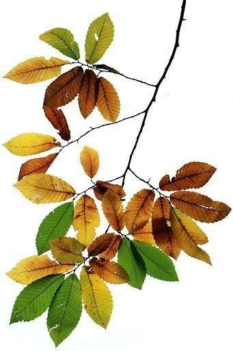 How to identify maple tree varieties – Artofit