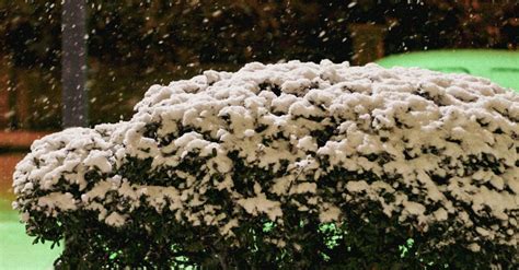 Snow Covered Bush in a Park · Free Stock Photo