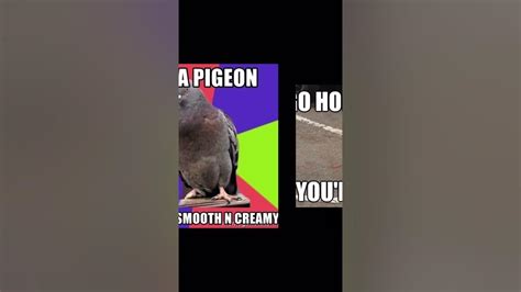 Dank Pigeon Memes V12 Youtube