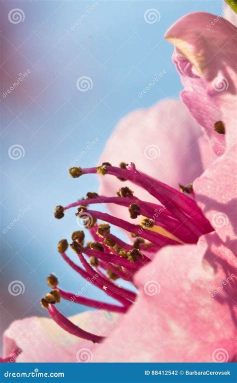 Spring Nectarine Colorful Pink Flowers Pistils Tree Blooming In Soft