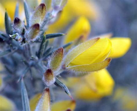 Up close and personal with..... Gorse