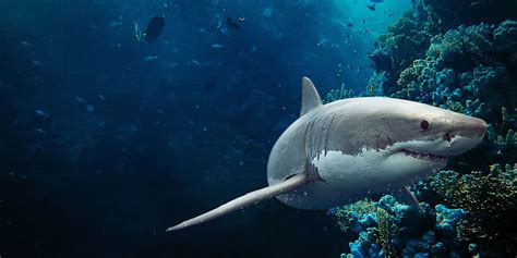 Bull Shark Teeth Rows