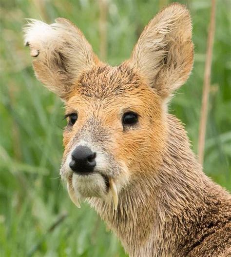 Sinister-looking 'vampire deer' with four-inch FANGS caught on camera ...