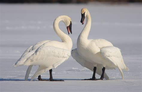 One Thousand Days In Nature Trumpeter Swans Of February