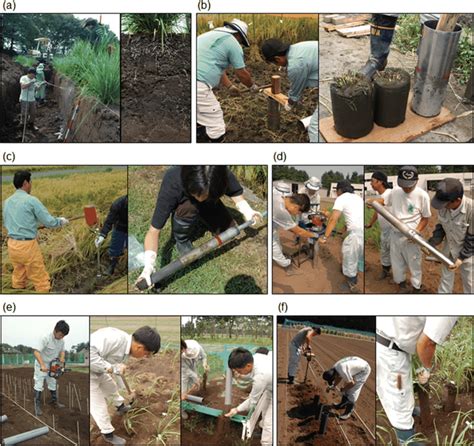 Methods Of Field Based Root Phenotyping In Rice A Trench Excavation