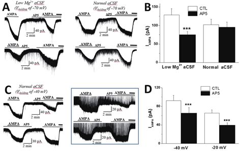 Nmdar Activation Facilitated Ampa Induced Steady State Inward Currents