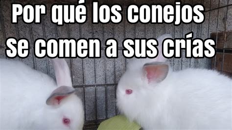 por qué las conejas se comen a sus crías cosas sobre los conejos