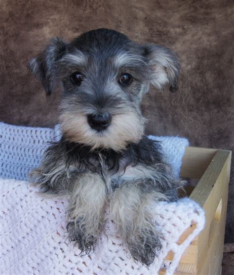 Salt And Pepper Miniature Schnauzer ️adorable ️ Miniature Schnauzer