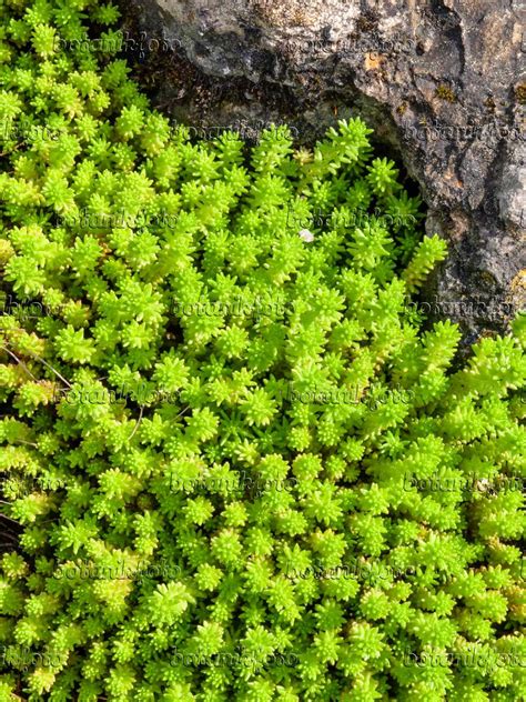 Image Tasteless Stonecrop Sedum Sexangulare Images Of