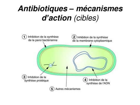 Ppt La R Sistance Des Bact Ries Aux Antibiotiques Powerpoint