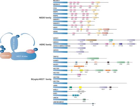 Classification Of The HECT Domain E3 Ligases The Mammalian HECT E3