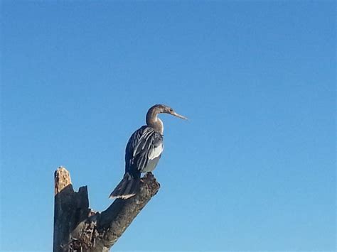 Anhinga, also known as the snake bird, because of it's ling neck | Bird ...