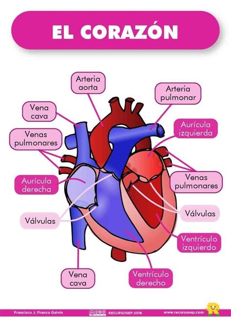 El Corazón Уроки биологии Медицина Биология