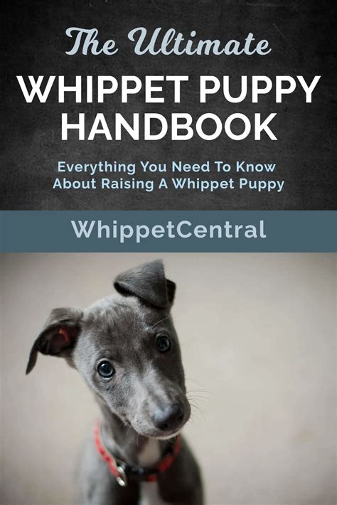 Whippet Beagle Mix: An In-Depth Look - WhippetCentral