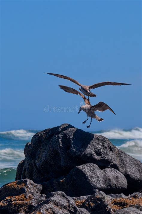 Seagulls Fighting Over Piece Of Bread Stock Image Image Of Seagull